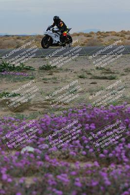 media/Jan-14-2023-SoCal Trackdays (Sat) [[497694156f]]/Turn 14 Exit Bloomig (145pm)/
